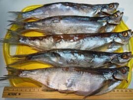 Чехонь вяленая Рыбинск (крупная)