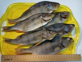 Окунь вяленый с Горьковского водохранилища