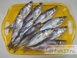 Пелядь вяленая сибирская (крупная)